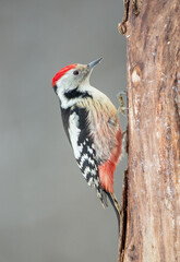 Middle Spotted Woodpecker - in the wet forest in winter