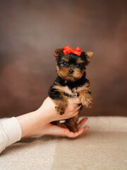 A small Yorkshire terrier puppy sits in the arms of a woman on a brown background. Cute dog. Copy space for text	