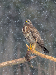 Common Buzzard in winter at a wet forest
