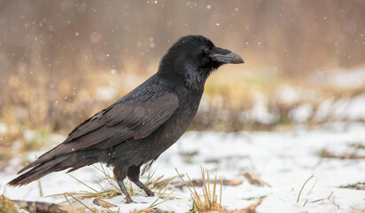 Common Raven - in winter at a wet forest