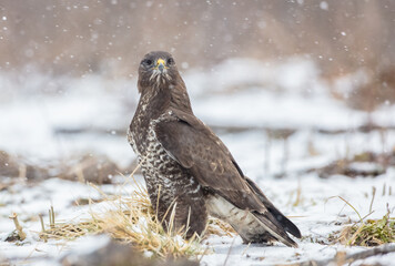 Common Buzzard in winter at a wet forest