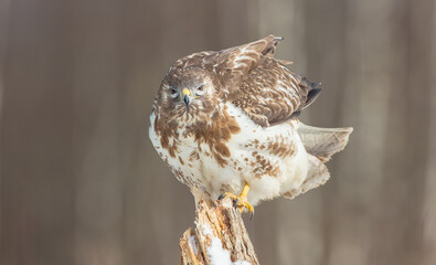 Common Buzzard in winter at a wet forest