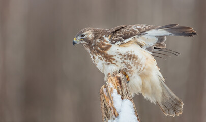 Common Buzzard in winter at a wet forest