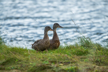 Country goose on the river