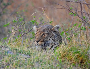 portrait of a leopard