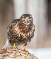 Common Buzzard in winter at a wet forest