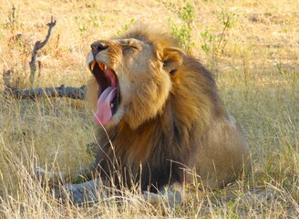 Male Lion Yawning as he wakes up