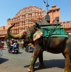 Indian Elephant in the pink city of Jaipur in INdia