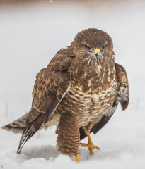 Common Buzzard in winter at a wet forest