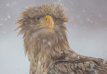 The white-tailed eagle - adult female - in early spring at the wet forest during the snowstorm