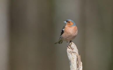The common chaffinch - male bird at the wet forest in early spring