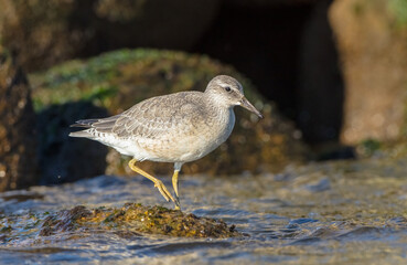 Red Knot - on the autumn migration way at a seashore