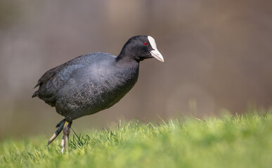 Eurasian coot - adult bird in spring