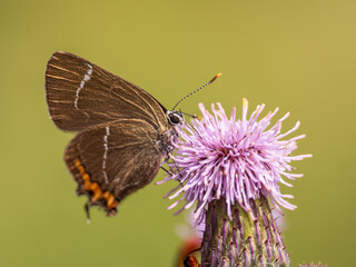 White-letter Hairstreak Feeding on Creeping Thistle