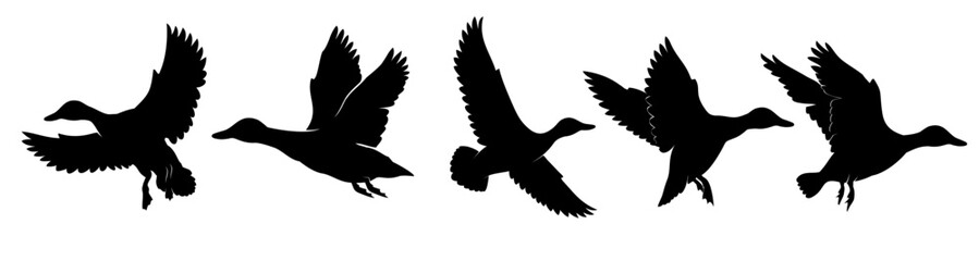 silhouette of a duck