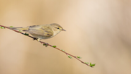Willow warbler in early spring at a wetland 