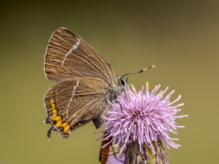 White-letter Hairstreak Feeding on Creeping Thistle