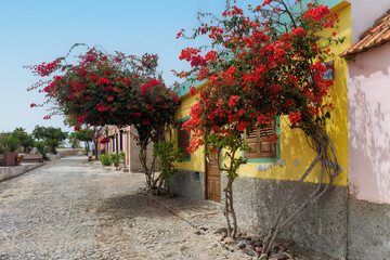 Fundo das Figueiras cobblestone street lined with colorful houses and red-flowered trees, Boa...