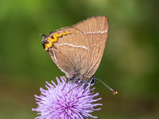 White-letter Hairstreak Feeding on Creeping Thistle