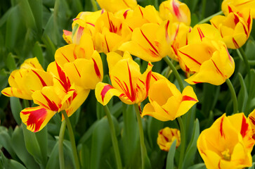 yellow and red tulips in spring