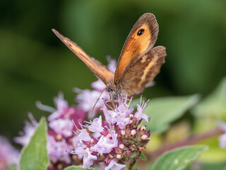 Gatekeeper Butterfly Feeding on Marjoram