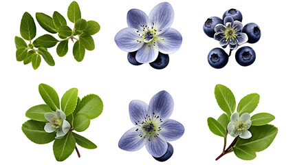 Blueberry Bush Collection: Beautiful, 3D Digital Art of Isolated Plants for Perfume, Essential Oil, and Garden Design - Top View, PNG, Transparent Background