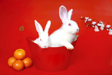 Happy Lunar Chinese New Year, celebrating Mid-Autumn Festival, two cute white rabbit bunny in ingot, Mandarin orange and plum blossom flower on red background, lucky symbol oriental Asian style.
