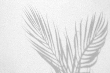 Gray shadow of natural palm leaf abstract background falling on white concrete wall texture for background and wallpaper. Tropical palm leaves foliage shadow overlay effect, mockup and design