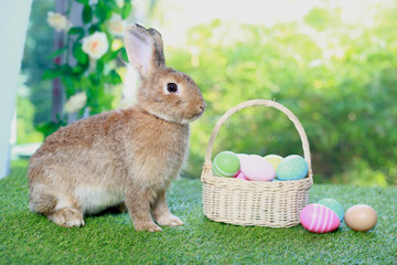 Cute fluffy brown rabbit with long ears with colorful easter eggs basket in spring flower garden,...