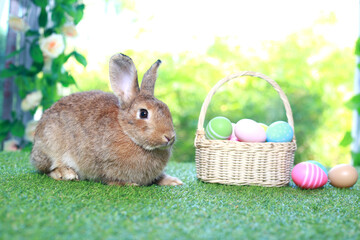 Cute fluffy brown rabbit with long ears with colorful easter eggs basket in spring flower garden, bunny animal on green grass with easter egg. Happy easter holiday festival, Spring celebration.