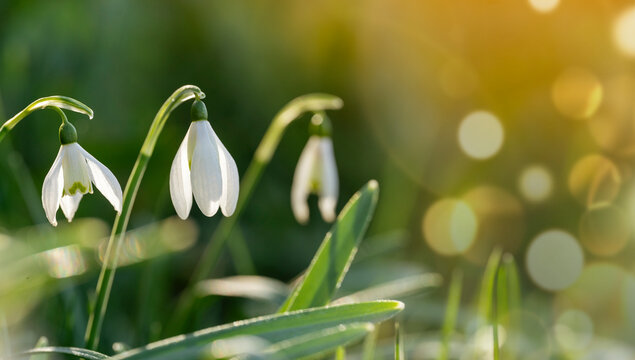 white snowdrops on green grass on a spring sunny day. Space for text. Spring is in the air