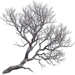 Bare, intricate tree with sprawling branches stands against a stark, isolated on a white background