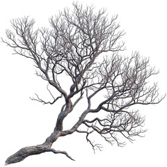 Fototapeta premium Bare, intricate tree with sprawling branches stands isolate on transparent background, cutout, png