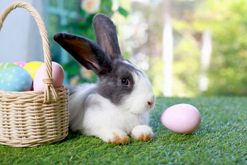 Cute fluffy white with black spot rabbit with long ears with colorful easter eggs basket in flower garden, bunny animal lying on green grass with easter egg. Happy spring celebration festival.