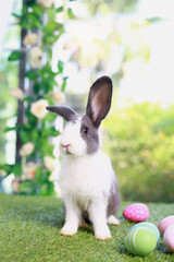 Cute fluffy white with black spot rabbit with long ears with colorful easter eggs in flower garden, bunny animal sitting on green grass with easter egg. Happy spring celebration holiday festival.