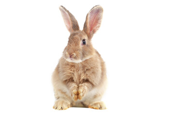 Fototapeta na wymiar Adorable fluffy brown rabbit standing on hind legs isolated on white background, portrait of cute happy bunny pet animal.