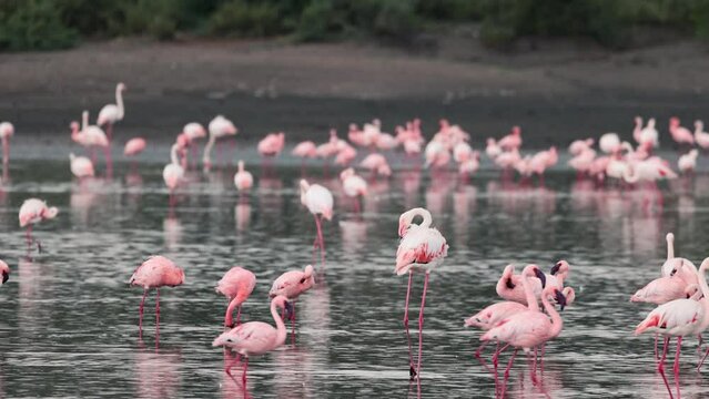 Wild beautiful pink flamingos in a lake at the Serengeti National Park, Tanzania, Africa
