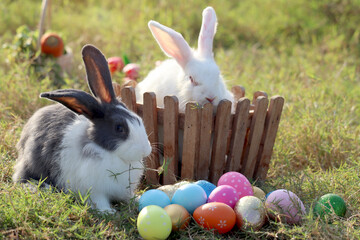 Happy white black fluffy Esther bunny sitting on green grass nature background with colorful Esther eggs, long ears rabbit in wild meadow Cute pet animal in backyard, calibration holiday spring time