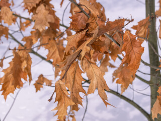 Yellowed dry maple leaves. Maple leaves in winter. Nature in winter.