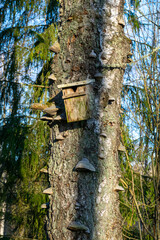 old tree trunk in a park, good home for various birds and insects