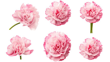 Fototapeta na wymiar Carnation Collection: 3D Digital Art Flowers, Buds, and Leaves Isolated on Transparent Background for Perfume and Garden Designs - Top View Flat Lay PNG