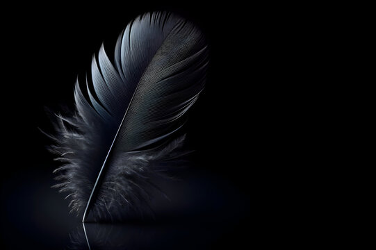 black feather on black background