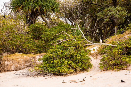 Heron Island sand dune vegetation with an egret on a branch
