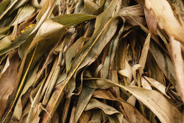 beige background of dry leaves from corn