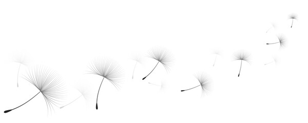 Vector illustration dandelion time. Black Dandelion seeds blowing in the wind. The wind inflates a dandelion isolated on white background.