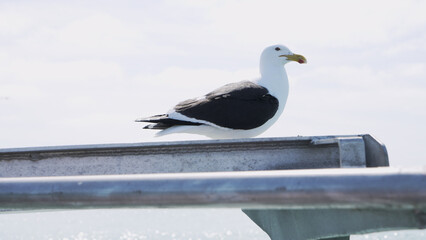 A majestic western gull perched atop a metal railing, overlooking the tranquil sea as the winter...