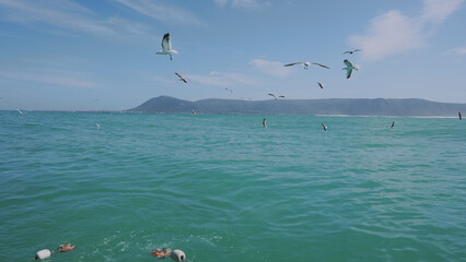 A flock of majestic birds soar above a serene expanse of water, as the sky and clouds create a stunning backdrop for people enjoying the beach, surfing and kite flying on the glistening ocean below