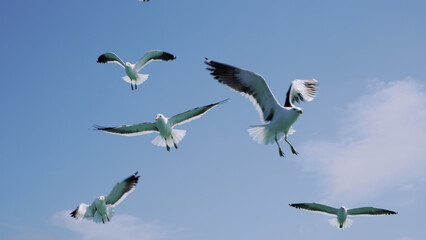 Obraz premium A mesmerizing aerial ballet of feathered creatures soaring through the boundless blue, as a flock of seagulls gracefully migrate across the vast sea