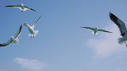 A majestic flock of seabirds takes flight, their powerful wings cutting through the crisp blue air...