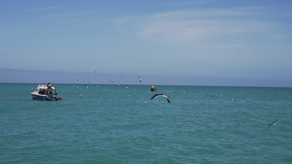 A majestic flock of birds glides over the sparkling ocean, as people enjoy the sea breeze and the thrill of water sports below